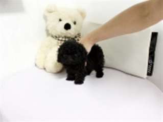Beautiful Micro Minnie Black Poodle Available!