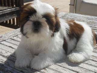 Magnifique femelle chiot Shih Tzu