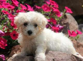 NOUS  AVONS  DES  CHIOTS  BICHON FRISE  A VENDRE