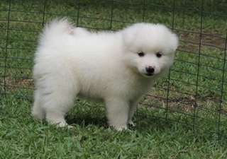 Mâle et femelle chiots esquimaux américains dispon