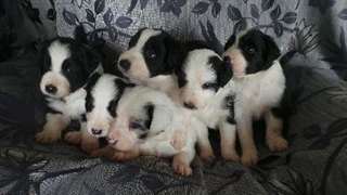 Chiots border collie très beaux