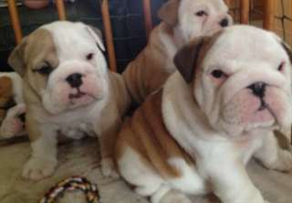 Bulldog anglais chiots à vendre