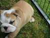 Bulldog anglais chiots à vendre - photo 1