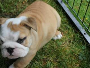 Bulldog anglais chiots à vendre