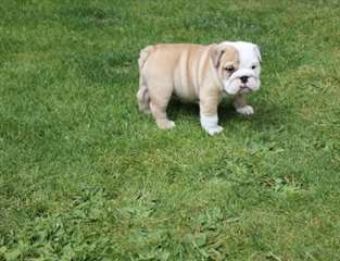A.K.C Bulldog anglais chiots à vendre