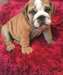 A.K.C Bulldog anglais chiots à vendre - photo 2