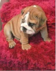 A.K.C Bulldog anglais chiots à vendre