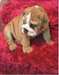 A.K.C Bulldog anglais chiots &#224; vendre - photo 1