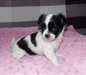 CHIOT CHIHUAHUA LOF MALE NOIR ET BLANC - photo 1
