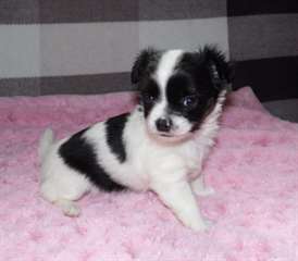 CHIOT CHIHUAHUA LOF MALE NOIR ET BLANC