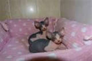 Chatons types sphynx