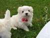 A réserver chiots type bichon maltais - photo 1