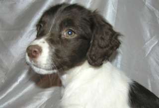 Pure race chiots Male &amp; femelle Bretagne