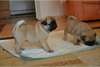 Chiots carlin mignon et adorable pour adoption - photo 1