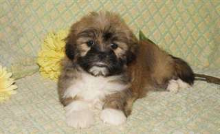 Pure race chiots Male &amp; femelle Lhassa Apso