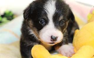 Pure race Male &amp; femelle Pembroke Welsh Corgi chio