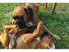 chiots type boxer - photo 2