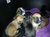 chiots type boxer - photo 3