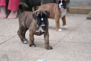 chiots type boxer