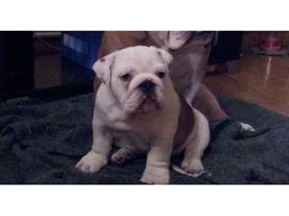 Chiots mâle et femelle bulldog anglais