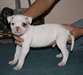 Femme et Homme American Bulldog - photo 1