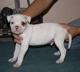 Femme et Homme American Bulldog