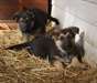 Les chiots de berger allemand - photo 1
