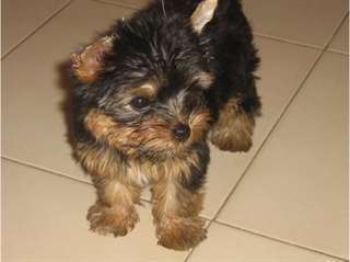 Chiot femelle type yorkshire à donner