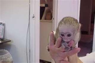 Singe de race capucin disponible pour adoption