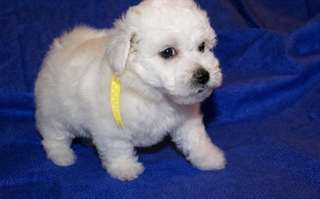 Top qualité Male &amp; femelle Bichon frisé chiots