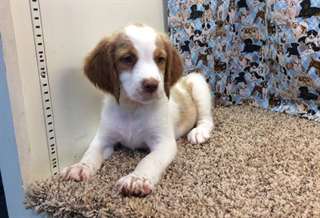 Top qualité Male &amp; femelle Bretagne chiots