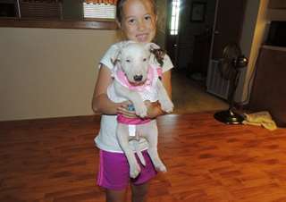 Qualité Male &amp; femelle Bull Terrier chiots