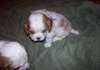 Qualité Male &amp; femelle Cavalier King Charles Spani - photo 1