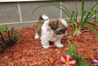 Top qualité Male &amp; femelle Shih Tzu chiots