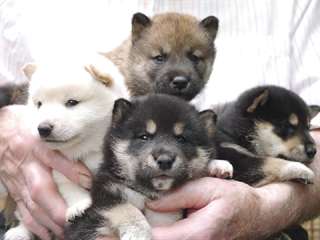 Adorable Chits shiba inu