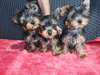 Chiot chiot yorkshire terrier - photo 1