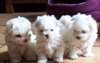 chiots bichon maltais - photo 1