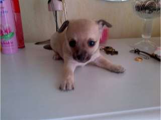 magnifiqie chiots de race chihuahua a poils long