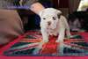 Vente chiots bulldog anglais - photo 1