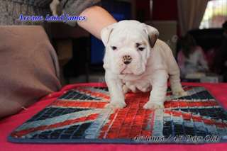 Vente chiots bulldog anglais