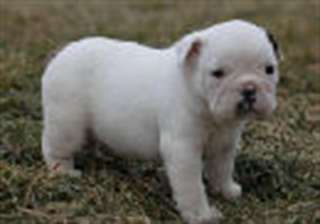 Vends tr&#232;s beaux chiots