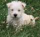 Pure race Male &amp; femelle Scottish Terrier Chiots - photo 1