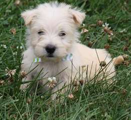 Pure race Male &amp; femelle Scottish Terrier Chiots