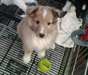 Pure race Male &amp; femelle Shetland Sheepdog chiots - photo 1