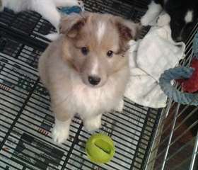 Pure race Male &amp; femelle Shetland Sheepdog chiots