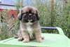 Adorable chiot de type Epagneul Tibetain male et f - photo 2