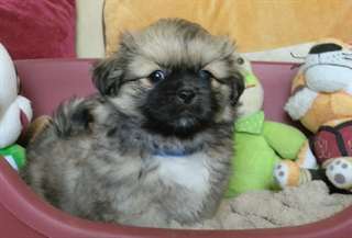Adorable chiot de type Epagneul Tibetain male et f