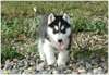 Adorables chiots de types race husky siberien. - photo 1