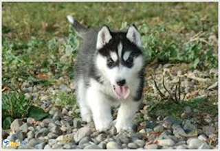 Adorables chiots de types race husky siberien.
