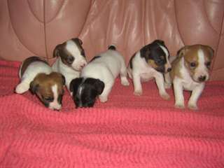 chiots jack russell &#224; donner